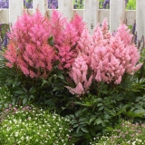 Astilba japanski luk na mi: opis + fotografija